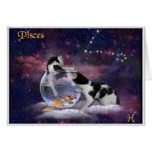 Pisces Cats ♓ 🐱