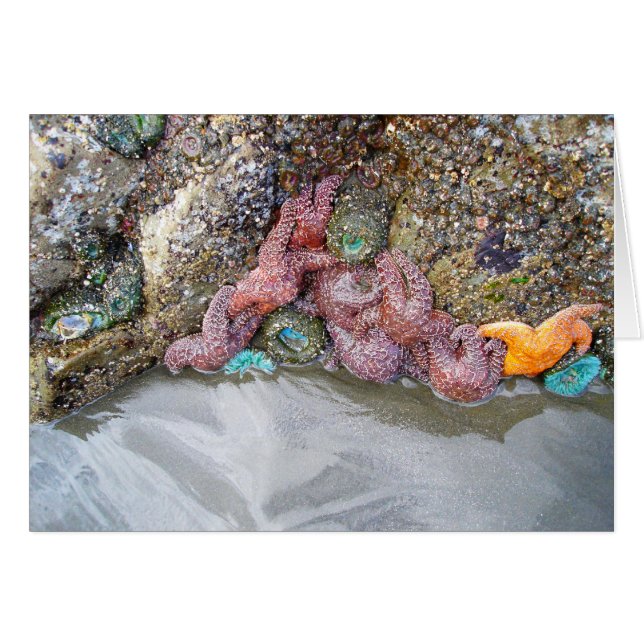 Piscine à marée, plage de Ruby, parc national olym (Devant horizontal)