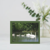 Piscine Famille do-it-yourself Carte postale (Debout devant)