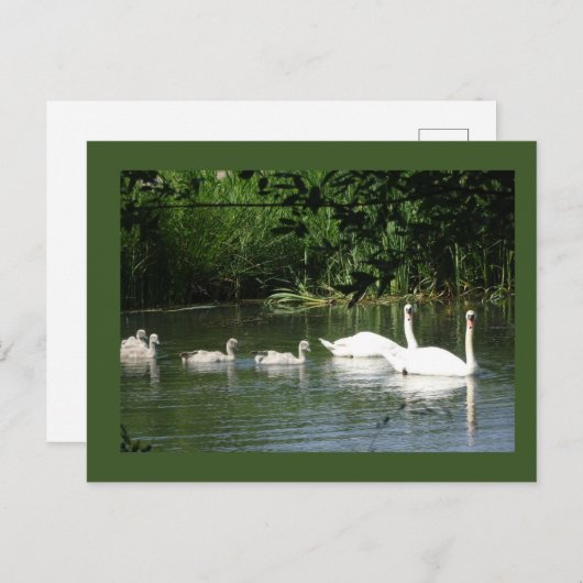 Piscine Famille do-it-yourself Carte postale (Devant / Derrière)