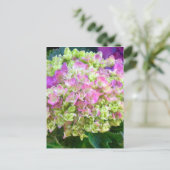 Pistache Kleurhortensia Briefkaart (Staand voorkant)