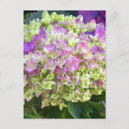 Pistache Kleurhortensia Briefkaart (Voorkant)