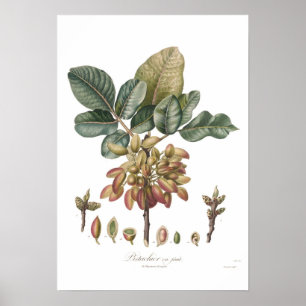Pistachio nut Pistacia vera Poster