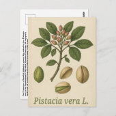 Pistachio vera Postcard Briefkaart (Voorkant / Achterkant)