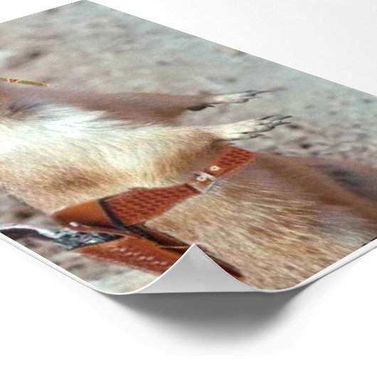 Pistool Slinger Squirrel Poster (Hoek)