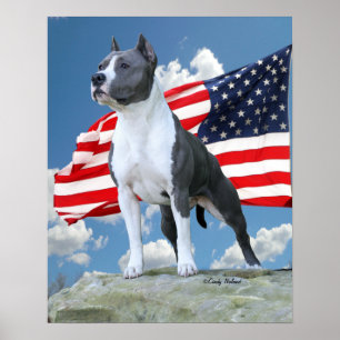 Pit Bull (Amerikaans Staffordshire Terrier) poster