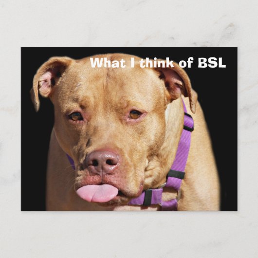 Pit Bull Briefkaart (Voorkant)