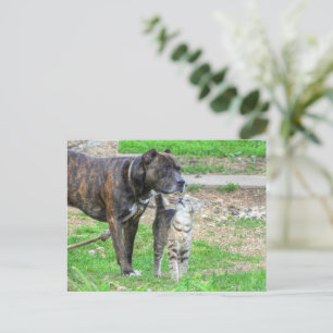 Pit Bull en Cat Briefkaart