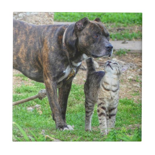 Pit Bull en Cat Tegeltje (Voorkant)
