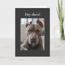Pit Bull Hé Daar