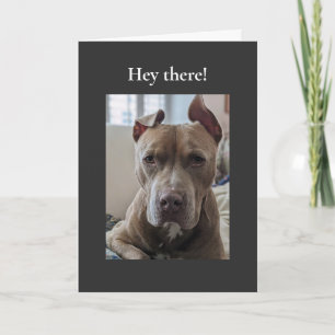 Pit Bull Hé Daar Kaart