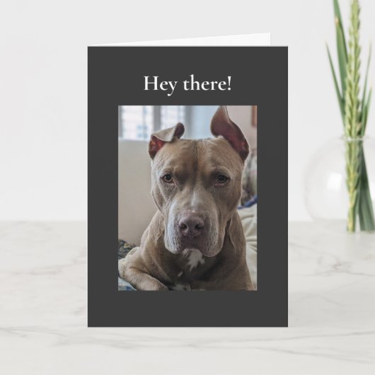 Pit Bull Hé Daar Kaart (Voorkant)