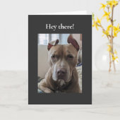 Pit Bull Hé Daar Kaart (Gele Bloem)