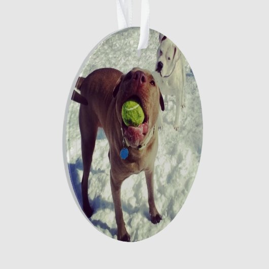 Pit Bull-kerstversiering Ornament (voorkant)