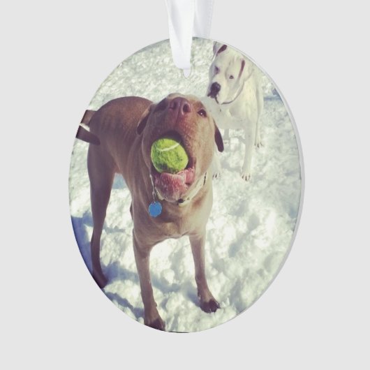 Pit Bull-kerstversiering Ornament (voorkant)