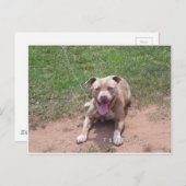 Pit Bull-producten Briefkaart (Voorkant / Achterkant)