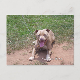 Pit Bull-producten Briefkaart