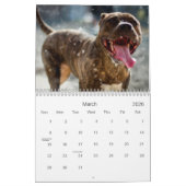 Pit Bull Proud Kalender (Mar 2026)
