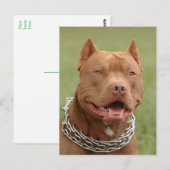 Pit Bull Puppy Dog Blank Briefkaart (Voorkant / Achterkant)