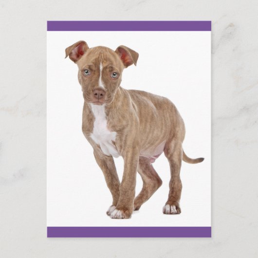 Pit Bull Puppy Dog Blank Briefkaart (Voorkant)