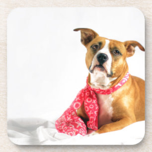 Pit Bull Puppy Love in Roze XOXO Onderzetter