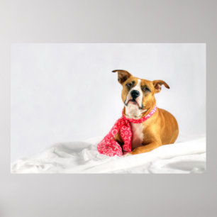 Pit Bull Puppy Love in Roze XOXO Poster