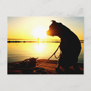 Pit Bull Sunrise Briefkaart