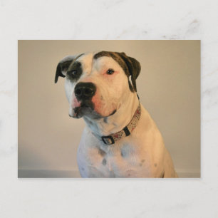 Pit Bull T-Bone Briefkaart