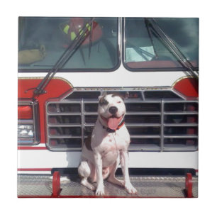 Pit Bull T Bone Fire House Dog Tegeltje