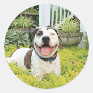 Pit Bull T-Bone Ronde Sticker
