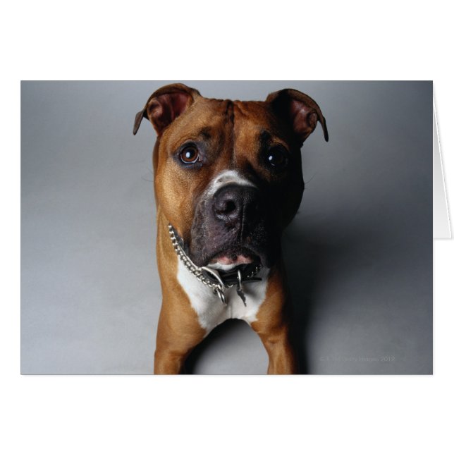 Pit Bull Terrier die neer (Voorkant Horizontaal)