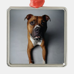 Pit Bull Terrier die neer Metalen Ornament