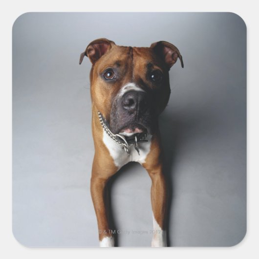 Pit Bull Terrier die neer Vierkante Sticker (Voorkant)