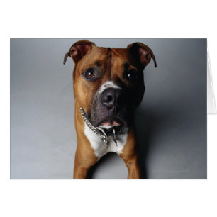 Pit Bull Terrier En Bas
