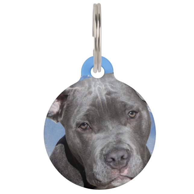 Pit Bull Terrier hond. Huisdierpenning (Voorkant)