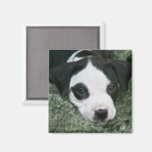 Pit Bull Terrier Pup Magnet - "Angie" (Recto/Verso)