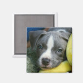 Pit Bull Terrier Pup Magnet - "Mikey" (Recto/Verso)