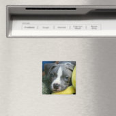 Pit Bull Terrier Pup Magnet - "Mikey" (In Situ (Lave-vaisselle))