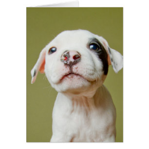 Pit Bull With Black Spotted Eye