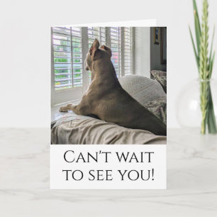 Pit Bull Ziet je Kaart