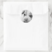 Pit Puppy Sticker (Tas)
