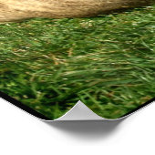 Pitbull avec affiche de baseball (Coin)