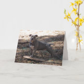 Pitbull avec carte d'anniversaire de skateboard (Fleur jaune)