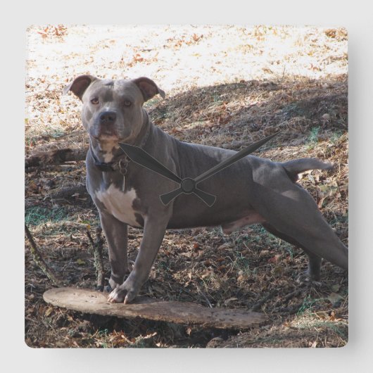 Pitbull avec horloge murale de skateboard (Recto)