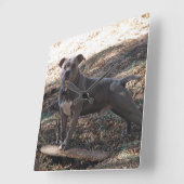 Pitbull avec horloge murale de skateboard (Angle)