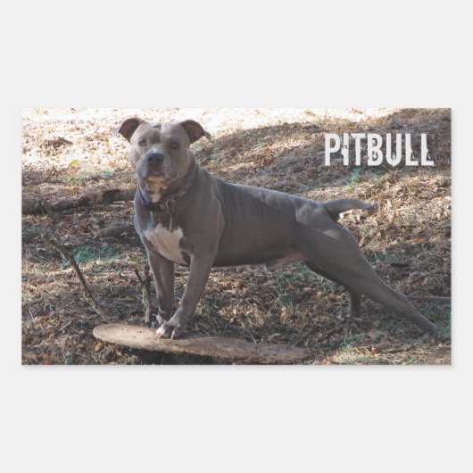 Pitbull avec Stickers Skateboard (Devant)