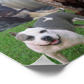 PITBULL BREED COLLAGE POSTER (Hoek)