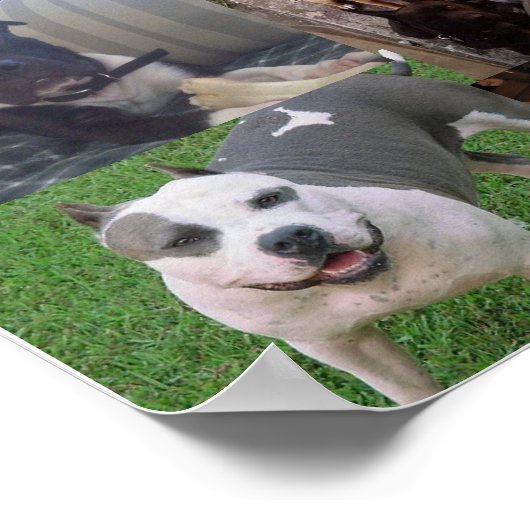 PITBULL BREED COLLAGE POSTER (Hoek)