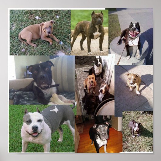 PITBULL BREED COLLAGE POSTER (Voorkant)