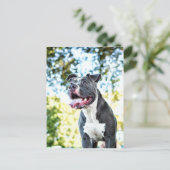 Pitbull Briefkaart (Staand voorkant)